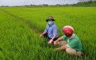 Hướng dẫn các biện pháp phòng trừ sâu bệnh hại trên cây lúa, vụ Chiêm Xuân 2024.