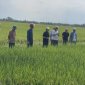  Xã Xuân Hồng tổ chức thăm đồng, đánh giá năng suất lúa vụ Chiêm Xuân năm 2024