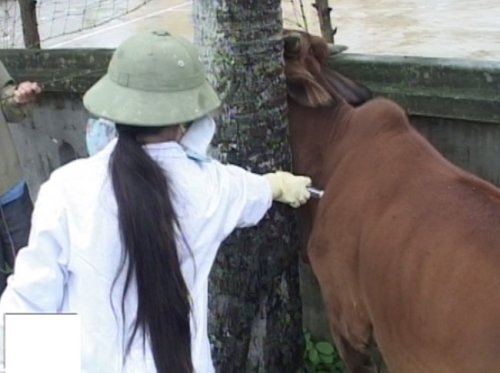 tiêm phòng.jpg