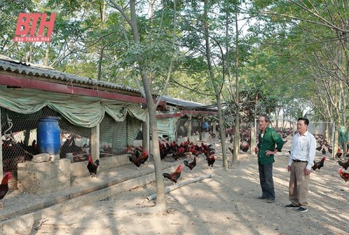 gà lông màu.jpg