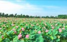 Về với Đầm sen Xuân Hồng
