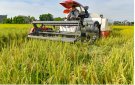  Nông dân xã Xuân Hồng khẩn trương thu hoạch lúa vụ Hè Thu 