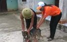 Xuân Hồng chủ động tiêm phòng cho đàn gia súc, gia cầm