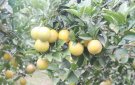 HUYỆN THỌ XUÂN THỰC HIỆN CHƯƠNG TRÌNH SẢN PHẨM OCOP CẤP TỈNH