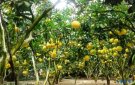 CÂY ĂN QUẢ CHUẨN BỊ VÀO MÙA THU HOẠCH CHÍNH