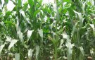 Hướng dẫn xử lý đất, gieo trồng chăm sóc cây trồng vụ Đông ưa ấm