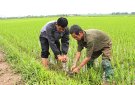 Hướng dẫn tổ chức đào bắt, diệt chuột, bảo vệ sản xuất nông nghiệp