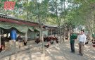 Hiệu quả mô hình chăn nuôi gà lông màu