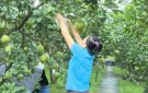 HIỆU QUẢ MÔ HÌNH TRỒNG CÂY CÓ MÚI CỦA CHỊ TRỊNH THỊ KIM XÃ XUÂN HỒNG