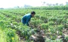 HUYỆN THỌ XUÂN: CHĂM SÓC CÂY TRỒNG VỤ ĐÔNG THEO HƯỚNG AN TOÀN THỰC PHẨM