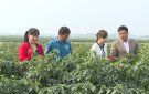 TRUNG TÂM DVNN HUYỆN THỌ XUÂN: THỰC HIỆN HIỆU QUẢ CÔNG TÁC TUYÊN TRUYỀN, HƯỚNG DẪN CHUYỂN GIAO KHKT TRONG SẢN XUẤT NÔNG NGHIỆP