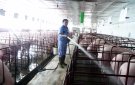 Hướng dẫn một số biện pháp phòng, chống nóng cho cho vật nuôi.