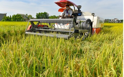  Nông dân xã Xuân Hồng khẩn trương thu hoạch lúa vụ Hè Thu 