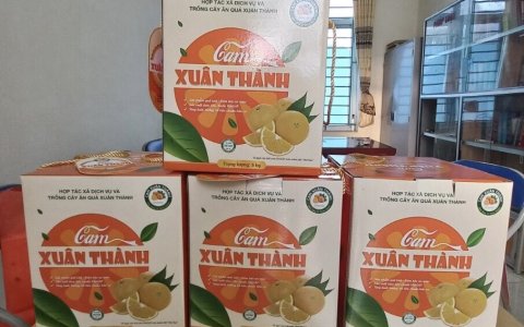 HIỆU QUẢ KINH TẾ TỪ MÔ HÌNH TRỒNG CAM TẠI XUÂN HỒNG