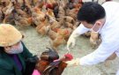  Bài tuyên truyền tiêm phòng vacxin cho đàn gia xúc gia cầm và tiêm phòng dại cho đàn chó